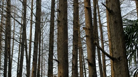 Straight trunk in the pine forest Video stock 109397335