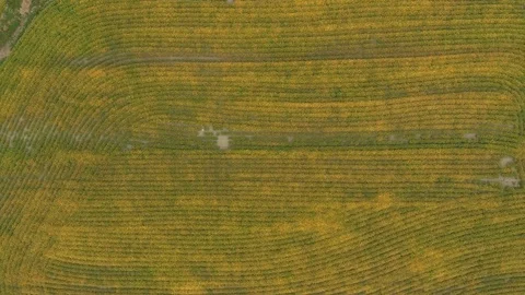 Straight vertical overhead drone shot of lines in pattern formed by farming Stock Footage 122181519