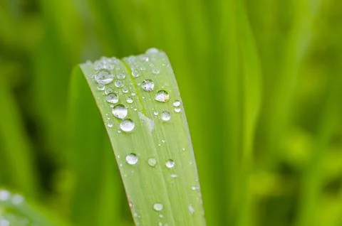 Straight view of leaf with water droplets with customizable space for text... Stock Photos