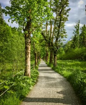 Straight walking path with trees on either side Stock Photos
