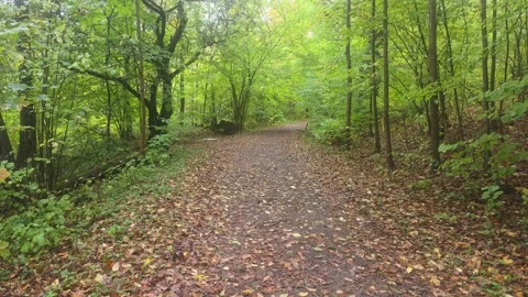 Straight Walking Trail Through Lush Green Forest Trees Stock Footage 348075152