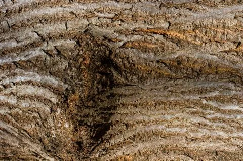 A strain of an old tree. Stock Photos