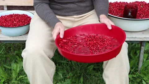 Strainer for sorting lingonberries, leaves and other forest debris are sifted Stock Footage 220447545