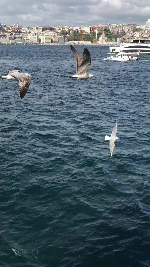 Strait of Bosphorus, Turkey, seagulls Stock Footage 166812521