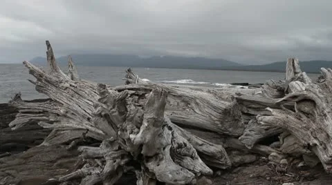 Strait of Magellan logs Stock Footage 9290633