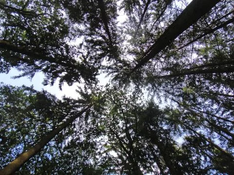 Strait wild trees in forest background fine art in high quality prints produc Stock Photos