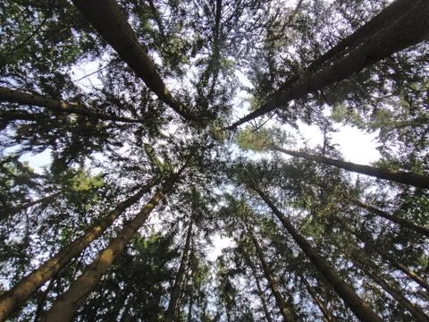 Strait wild trees in forest background fine art in high quality prints produc Stock Photos