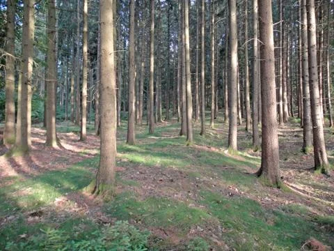 Strait wild trees in forest background fine art in high quality prints produc Stock Photos