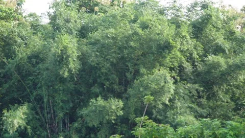 Strand of bamboo trees Stock Footage 320004590