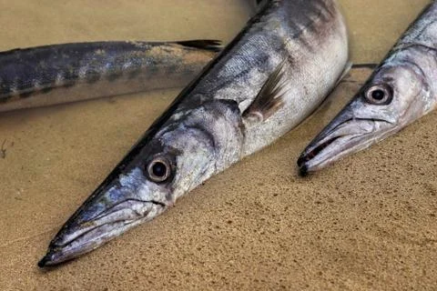 Stranded barracudas Stock Photos