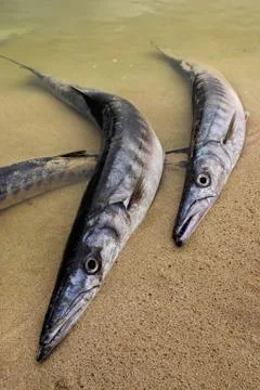 Stranded barracudas Stock Photos