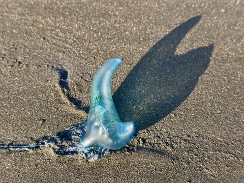 Stranded blue jellyfish-like creature on a sandy beach Stock Photos