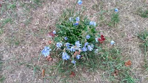 Stranded chicory flower Stock Photos
