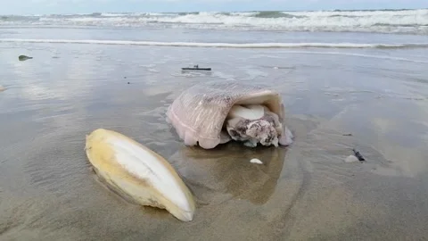 Stranded cuttlefishes close up at beach Stock Footage 171970032