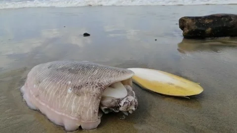 Stranded cuttlefishes close up at beach Stock Footage 172048690