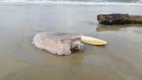 Stranded cuttlefishes close up at beach Stock Footage 172048741