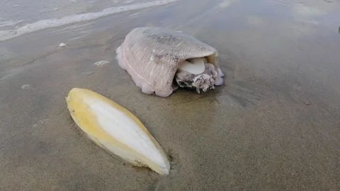 Stranded cuttlefishes close up at beach Stock Footage 172048780