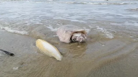 Stranded cuttlefishes close up at beach Stock Footage 172083572