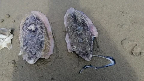 Stranded cuttlefishes close up at beach Stock Footage 172083623