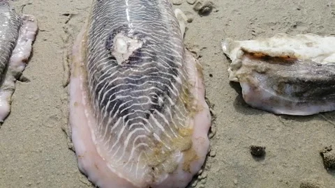 Stranded cuttlefishes close up at beach Stock Footage 172084357