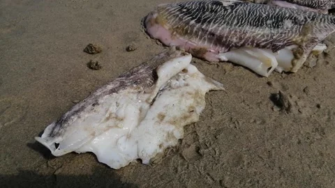 Stranded cuttlefishes close up at beach Stock Footage 172084405