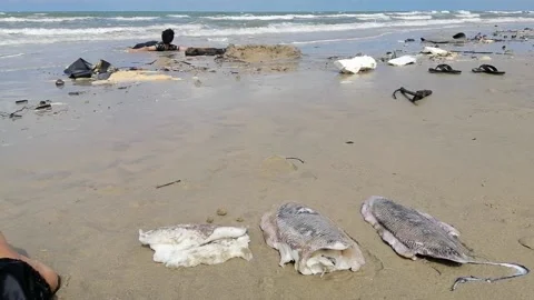Stranded cuttlefishes close up at beach Stock Footage 172084506