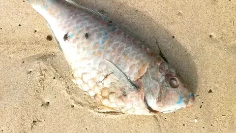 Stranded dead fish resting upon beach sand near shoreline Thailand. Stock Footage 337988689