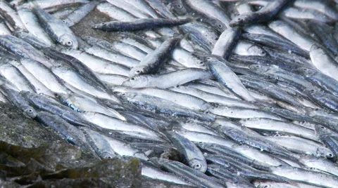 Stranded fish dead fish beach 動画素材 49118040