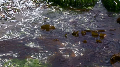 Stranded fish dying in rock pool Stock Footage 49117128