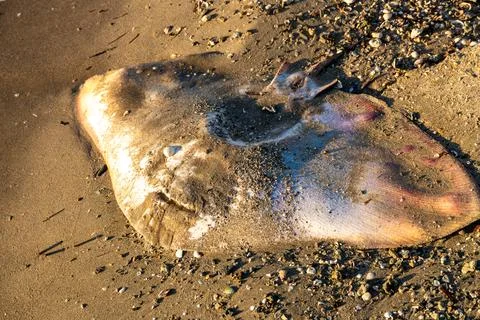Stranded flatfish on sandy shoreline in warm light Stockfoto's