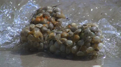 Stranded flotsam on beach, North Sea, Germany Stock Footage 5472829