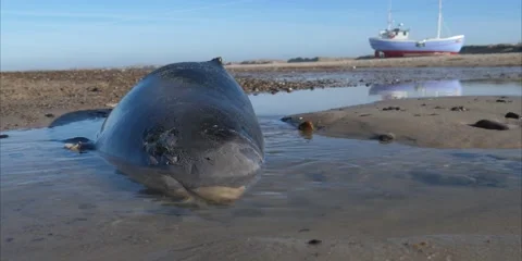 Stranded harbour porpoise Stock Footage 149249357