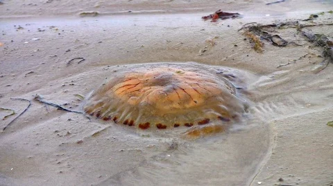 Stranded jellyfish on beach Stock Footage 503375