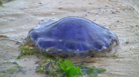 Stranded jellyfish on beach Stock Footage 503411