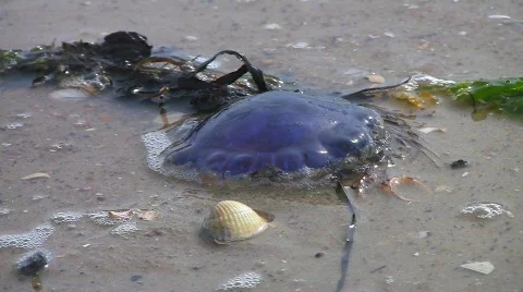 Stranded jellyfish on beach 스톡 동영상 503689