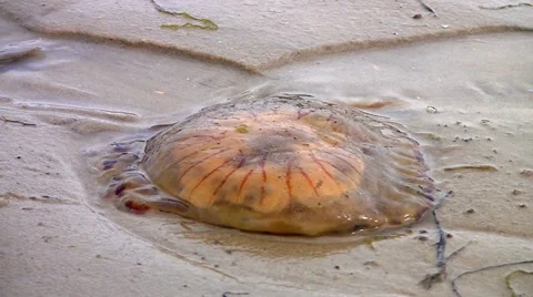 Stranded jellyfish on beach Stock Footage 5469477