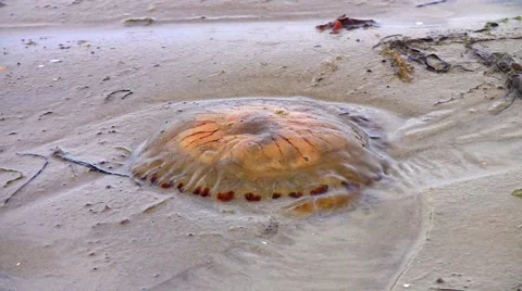 Stranded jellyfish on beach Stock Footage 5469483