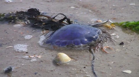 Stranded jellyfish on beach 库存影片 5470519
