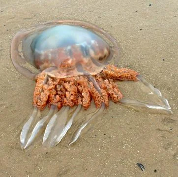 Stranded Jellyfish Stock Photos