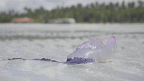 Stranded jellyfish (Physalia physalis) moving its tip on beach sand at low tide Stock-Footage 233369777