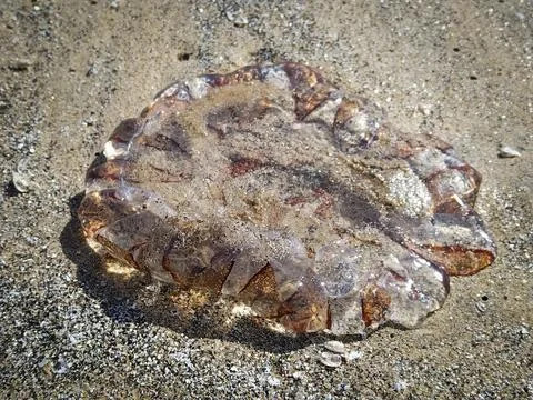 Stranded jellyfish on sandy beach Фото