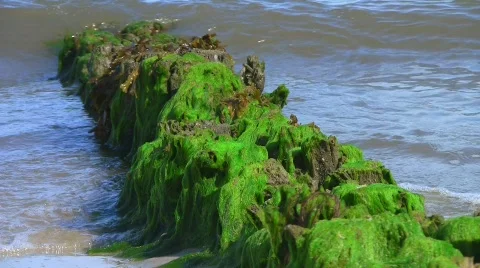 Stranded kelp at the beach Stock Footage 503898