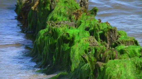 Stranded kelp at the beach 库存影片 504343