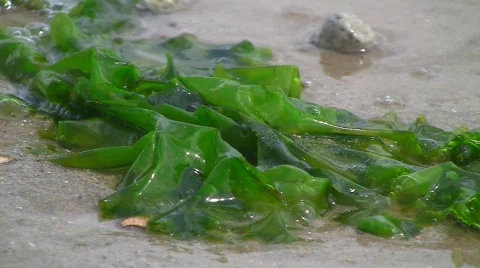 Stranded kelp at the beach 库存影片 504382