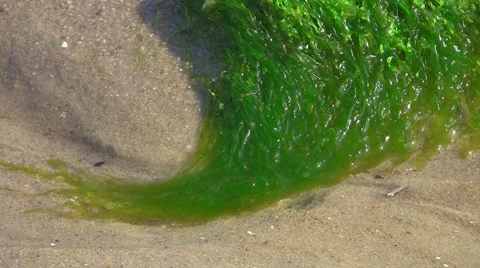 Stranded kelp on beach, North Sea, Germany 库存影片 5470520