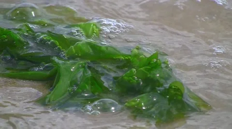 Stranded kelp on beach, North Sea, Germany Stock Footage 5471863