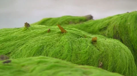 Stranded kelp on beach, North Sea, Germany Stock Footage 5472661