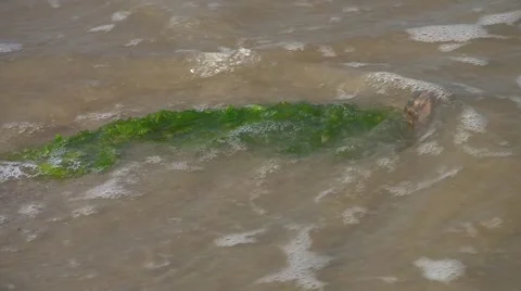 Stranded kelp on beach, North Sea, Germany Stock Footage 5472978