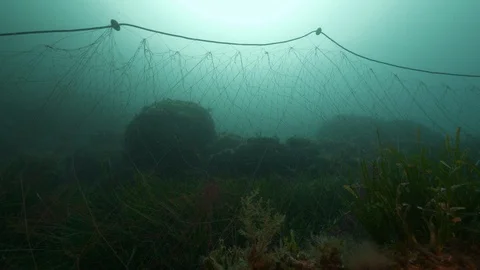 Stranded net abandoned by fishermen on the seabed, Giannutri Island, Italy Stock Footage 108241635