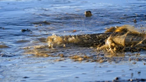 Stranded northern pike (Esox lucius) Video stock 101974496